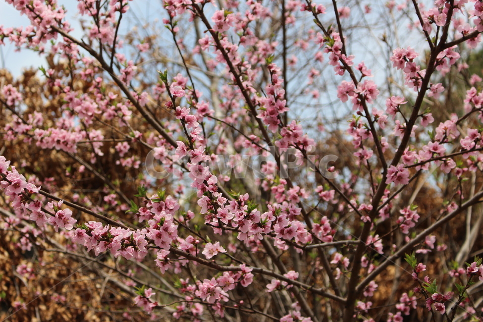 벚꽃,자연,감성,봄,dslr,하늘,벚꽃종류,봄,계절,spring,season,자연,풍경,nature,landscape,식물,plants,꽃,flower,plant,blossom