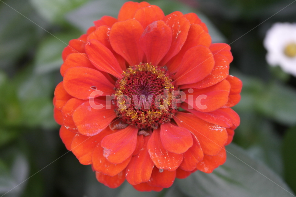 백일홍,초롱꽃목,국화과,한해살이풀,꽃,flower,식물도감,plant,beautiful,zinniaelegans,개량,식물,순수,pure,감성,꽃줄기,총포조각,7월,순결,핑크,퍼플,속씨식물,쌍떡잎,들꽃,illustrated plant book,꽃잎,내화피,암술,꽃밥,화관,갈래꽃,통꽃,수분,花冠,petal,內花被,외화피,꽃가루,충매화,돌려나기,방사대칭,양성화,화엽,꽃대,노란꽃,노란색,yellow,식물,자연,plants,nature,꽃,flower