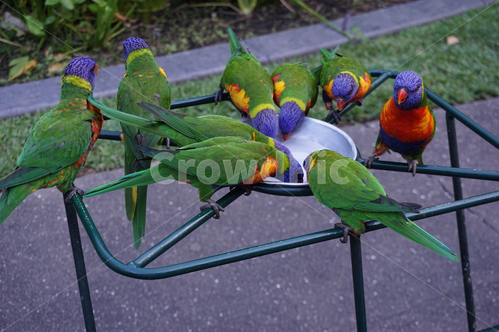 동물,자연,새,bird,animal,nature,동물,animal,조류,새,birds