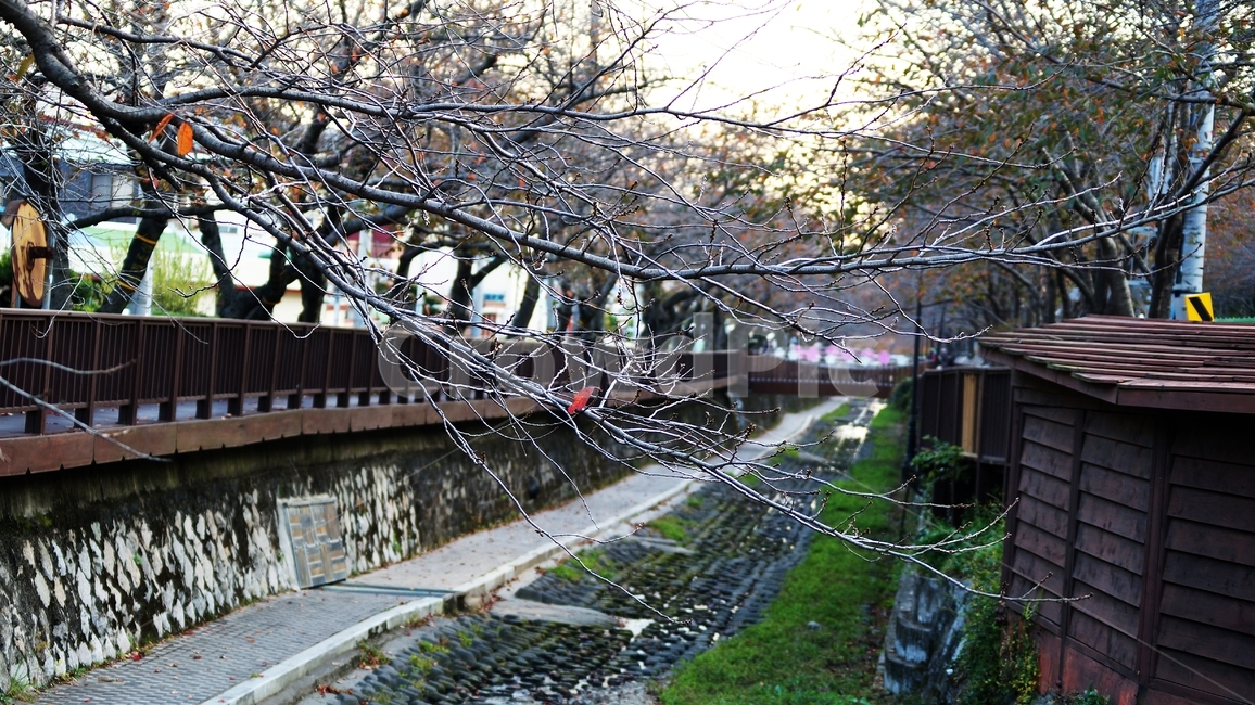 가을,가을풍경,여좌천,단풍,풍경,가을,계절,fall,autumn,season