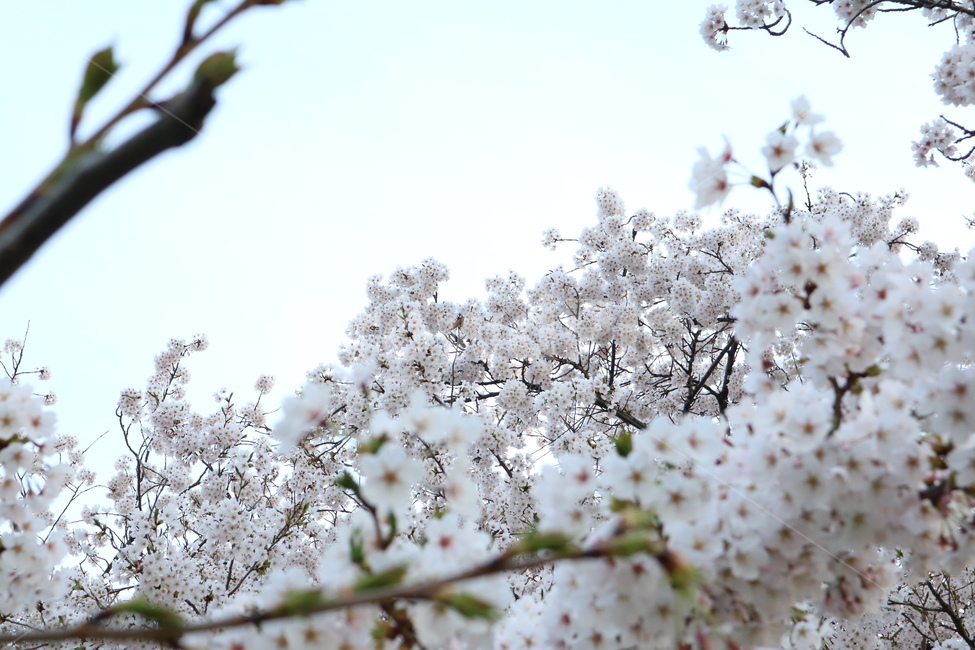 봄꽃,벚꽃,봄,cherryblossoms,왕벛꽃
