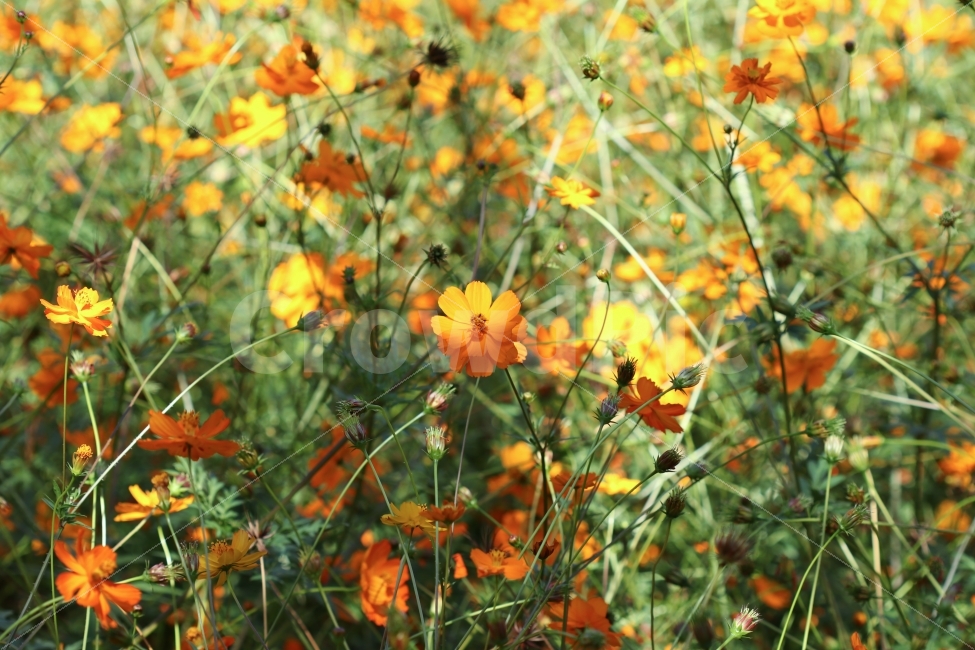 이쁜,빛,그림자,들꽃,코스모스,가을,계절,fall,autumn,season,식물,자연,plants,nature,꽃,flower,plant