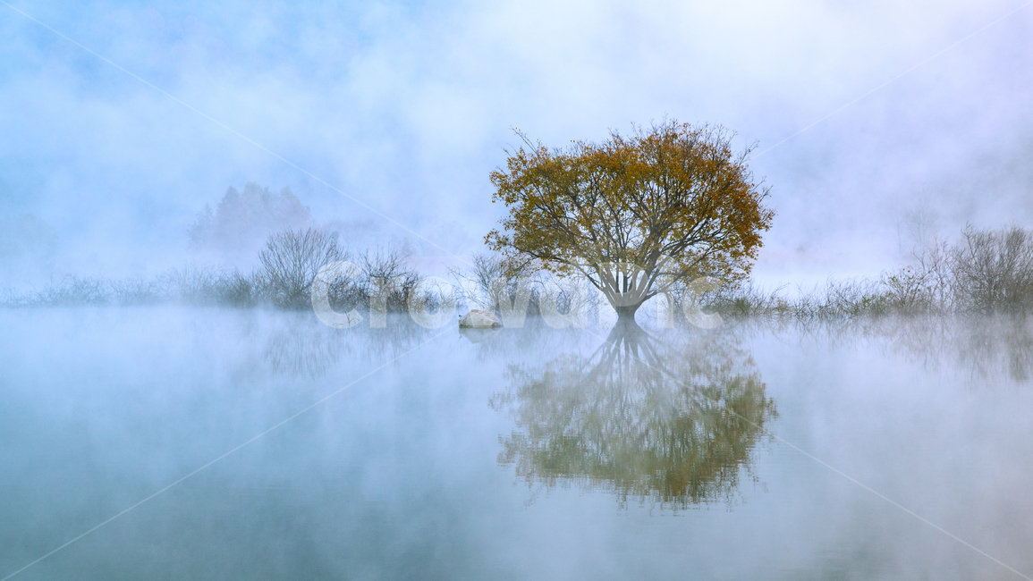 가을,물안개,나무,호수,반영,자연,풍경,nature,landscape,한국자연풍경,한국자연경관,korea nature landscape,weather,날씨,outdoors,옥외,fog,안개