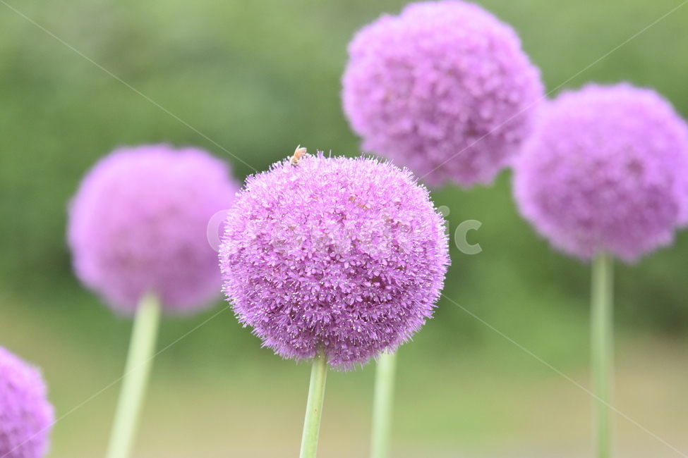 식물,꽃,알리움,벌,곤충,보라,보라꽃,보라색,purple,flower,식물,자연,plants,nature,꽃,flower,동물,animal,곤충,벌레,insect,bug
