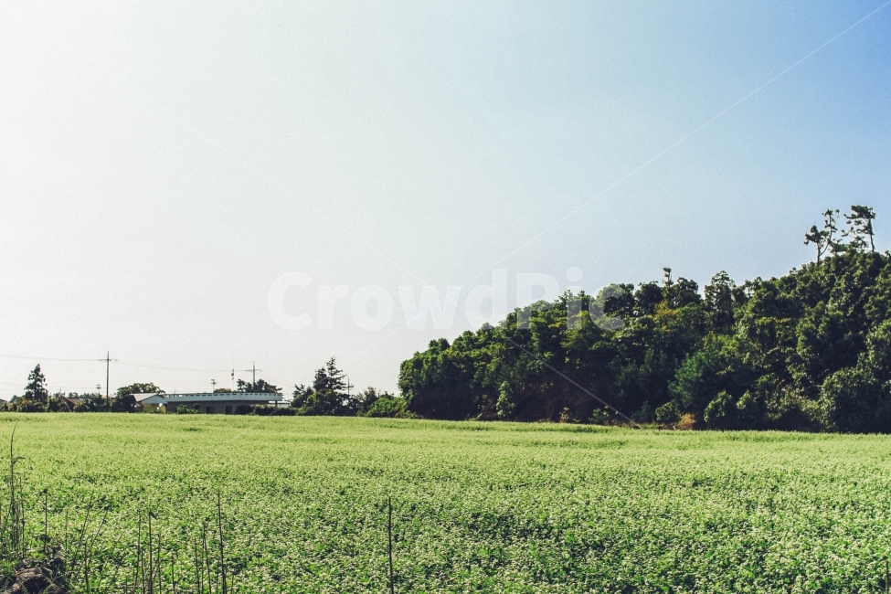 하늘,산,자연,풍경,메밀밭,메밀,초록,자연,풍경,nature,landscape,field,들,grassland,목초지,outdoors,옥외,grass,잔디,plant,식물