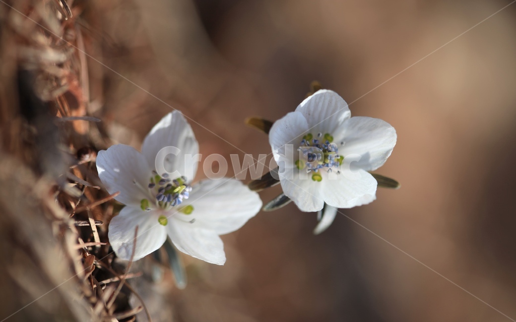 꽃,봄꽃,야생화,변산바람꽃,바람꽃,우리꽃,식물,자연,plants,nature,꽃,flower