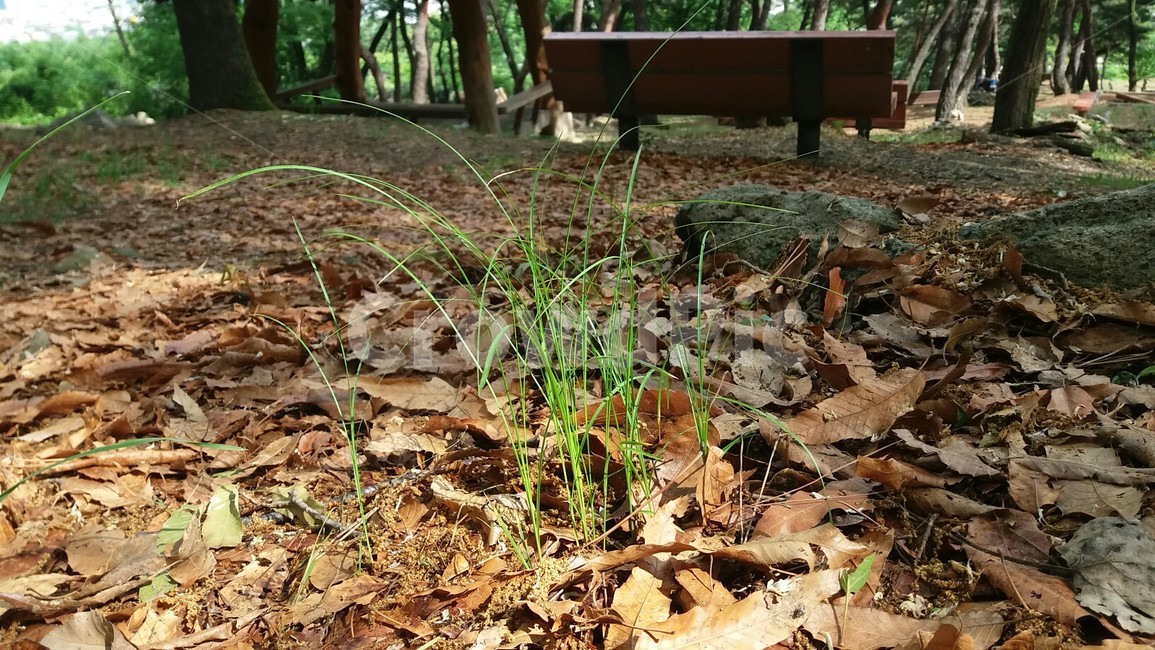 공원,휴식,풍경,산속,나무,햇살