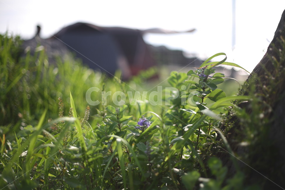자연,꽃,풍경,들판,제주도,식물,자연,plants,nature,꽃,flower