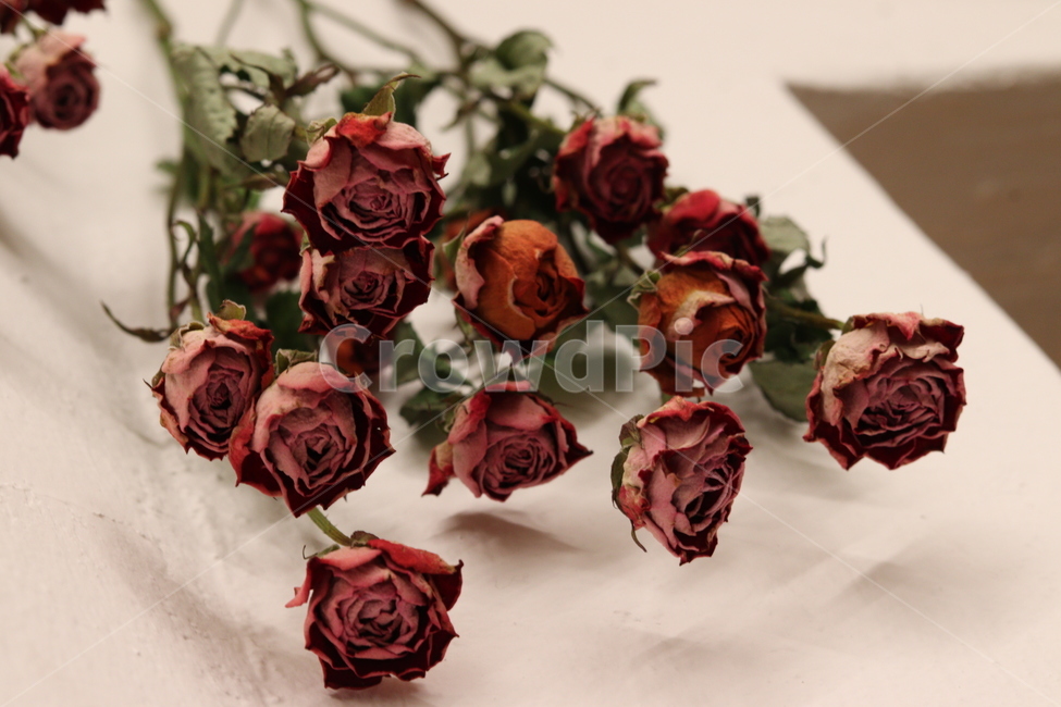 rose,장미,flower,꽃,blossom,식물,자연,plants,nature,꽃,flower