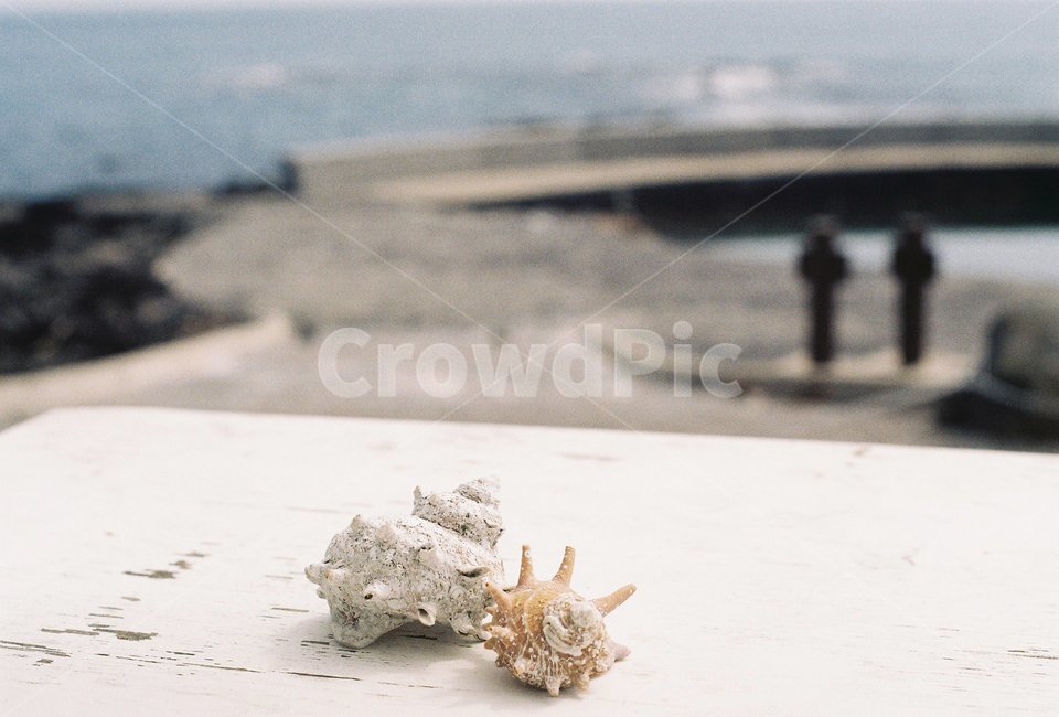 조개,소라,바다,필름,자연,색감,조가비,제주도,제주,sea,ocean,바다소라,감성,풍경,바다풍경,film