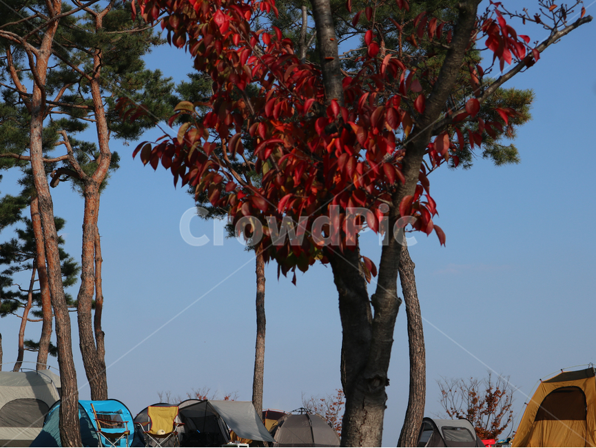 텐트,가을,단풍,나무,붉은색,나뭇잎,가을,계절,fall,autumn,season,식물,자연,plants,nature,나무,trees,wood,tree,plant