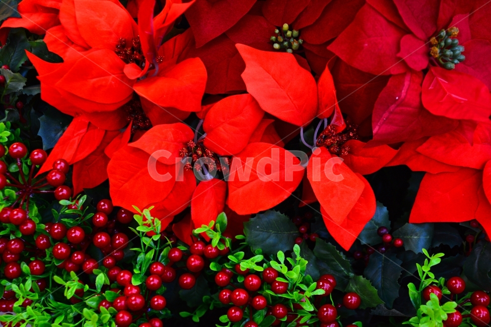성탄절,나무,열매,장식,데코레이션,sns,ebook,decoration,red,green,포인세티아,잎새,꽃,년말,크리스마스,christmas,상징,정열,강렬,xmas,예수,교회,기념일,축하,전단,콘텐츠,모바일,출판,편집,광고,홍보용,서적,잡지,시안,디자인,분위기,꽃,flower,기념일,축하,anniversary,congratulation,celebrate,celebration,메리크리스마스,성탄절,merry christmas
