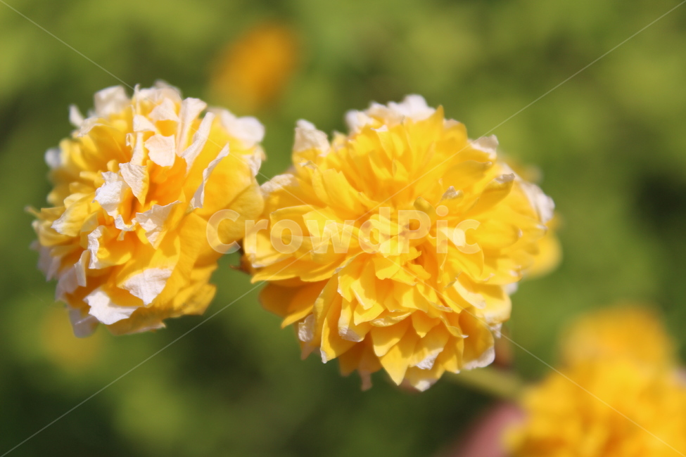 노란색,노란꽃,야생꽃,야외,야외에서핀꽃,식물,자연,plants,nature,꽃,flower