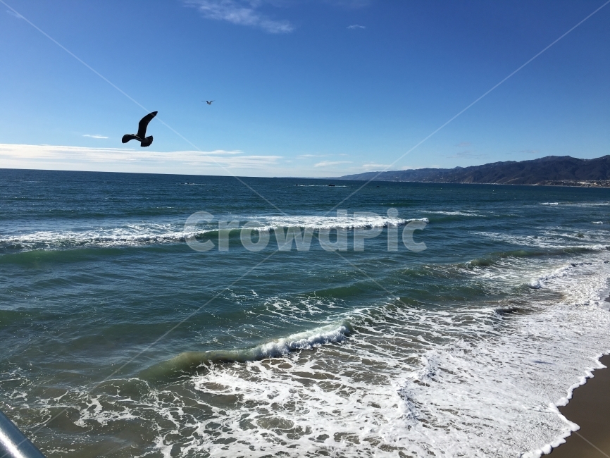 바다,파도,새,바다풍경,sea,bird,갈매기,자연,풍경,nature,landscape,해변,바다,beach,sea,동물,animal,조류,새,birds,outdoors,옥외,water,물,ocean,대양