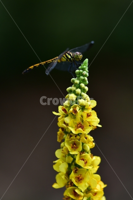 야생화,꽃,곤충,자연,봄,식물,자연,plants,nature,꽃,flower,동물,animal,곤충,벌레,insect,bug