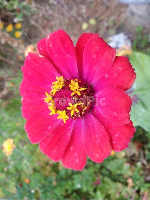 식물,plant,꽃,자연,꽃잎,flower,식물,자연,plants,nature,꽃,flower