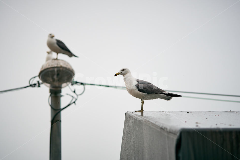 갈매기,바닷가,인천앞바다,조류,회색갈매기,동물,animal,조류,새,birds