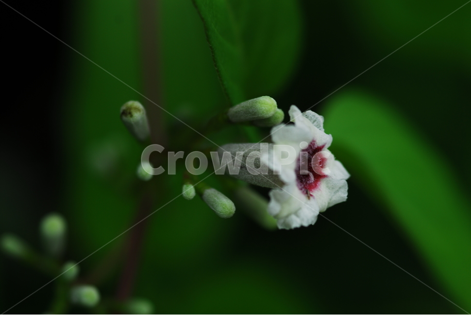 식물,꽃,계요등,봄꽃,약초,흰색,식물,자연,plants,nature,꽃,flower