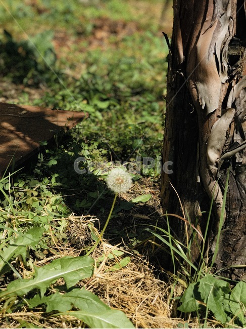 식물,plant,빛,자연,성장,감성,아웃포커스,식물,자연,plants,nature,나무,trees,wood