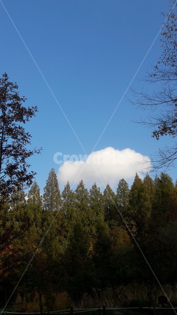 가을,하늘,단풍,아름다움,울긋불긋,자연,풍경,nature,landscape,tree,나무,plant,식물,fir,전나무