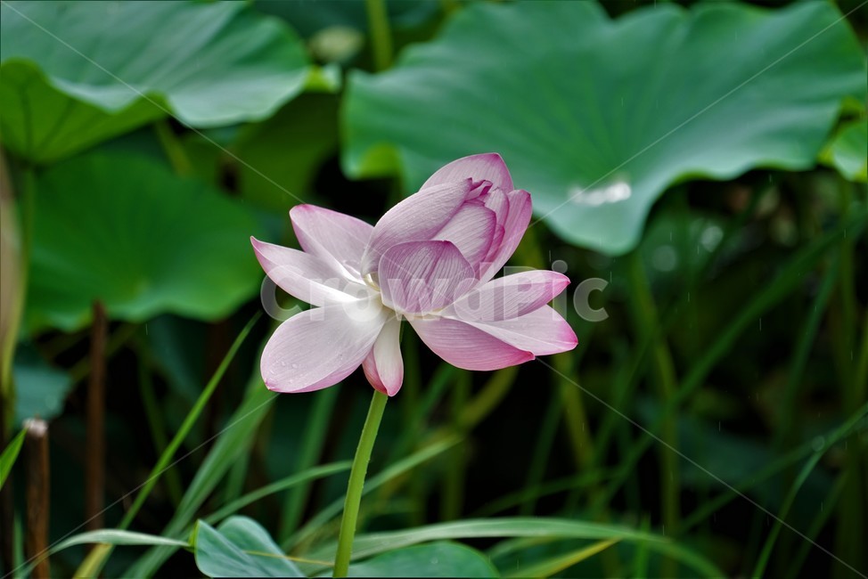 연꽃,련꽃,땅속줄기,lotus,담수초,수중식물,수련과,수초,식물