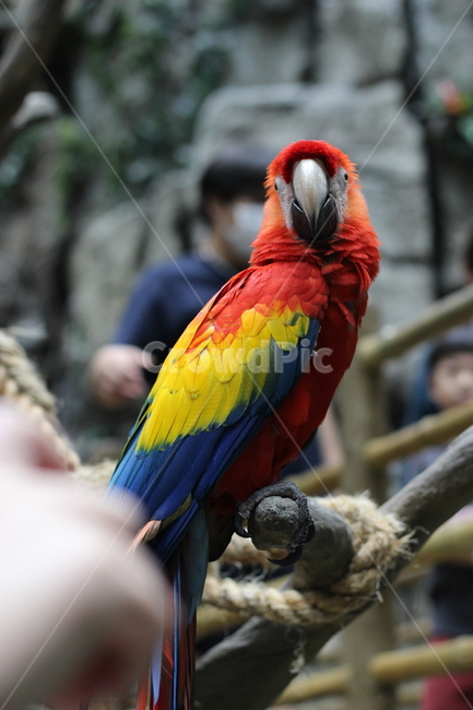 bird,새,animal,동물,parrot,앵무새,macaw,동물,animal,조류,새,birds
