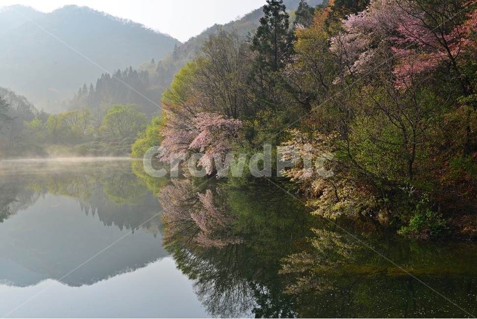 전남,화순,세량지,세량제,저수지,벚꽃,산벚꽃,봄,계절,반영,물안개,여명,아침,nature,자연,outdoors,옥외,water,물,plant,식물,fir,전나무,tree,나무,weather,날씨,경치,경관,풍경