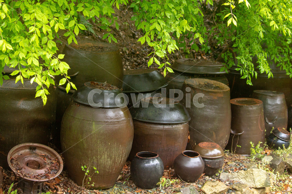 항아리,시골,고향,장독,뒤뜰,한국전통,한국문화,korean traditional,korean culture
