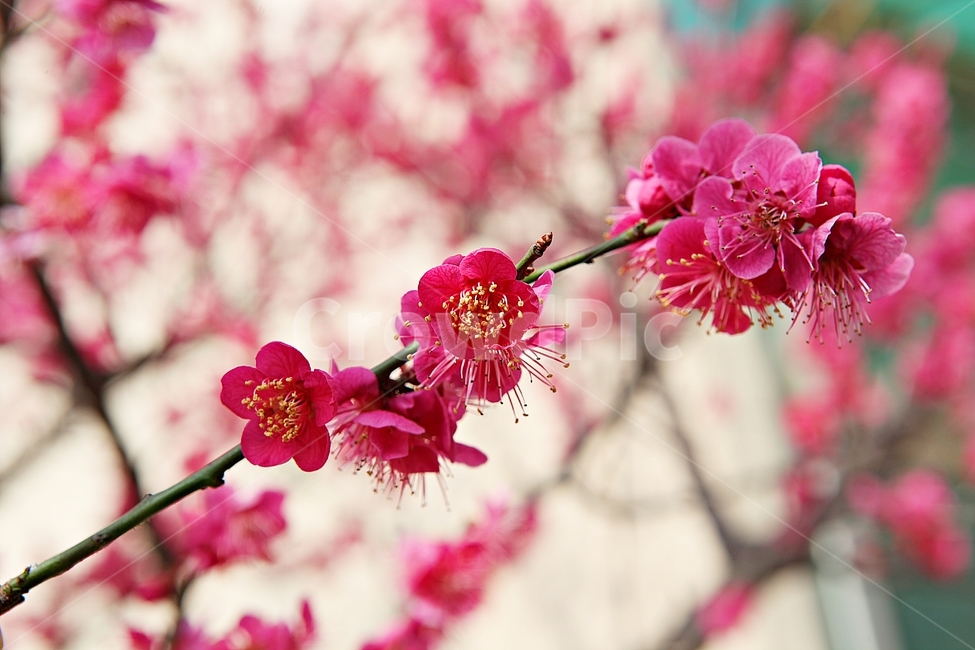 매화,홍매화,매화꽃,꽃,봄꽃,봄,식물,자연,공원,꽃잎,식물,자연,plants,nature,꽃,flower