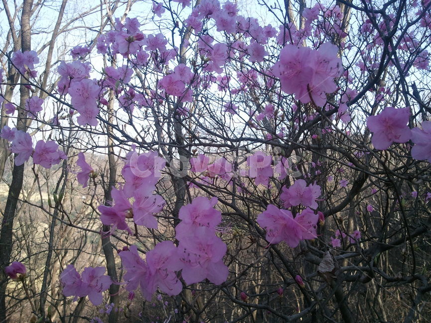 진달래,분홍색꽃,봄꽃,식물,koreanrosebay,두견화,ゲンカイツツジ玄海躑躅,참꽃,식물,자연,plants,nature,꽃,flower