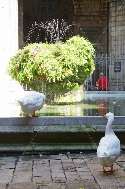 	여행,스페인,바르셀로나,travel,spain,barcelona,백조,swan,동물,animal,해외,외국,세계,foreign,oversea,world,조류,새,birds