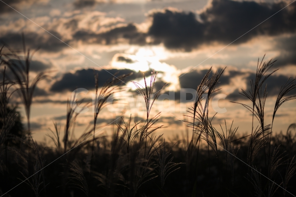 풍경,억새,가을,갈대,노을,산책,일몰,sunset,자연,풍경,nature,landscape,가을,계절,fall,autumn,season,감성,sensible,feeling,grass,잔디,plant,식물,lawn
