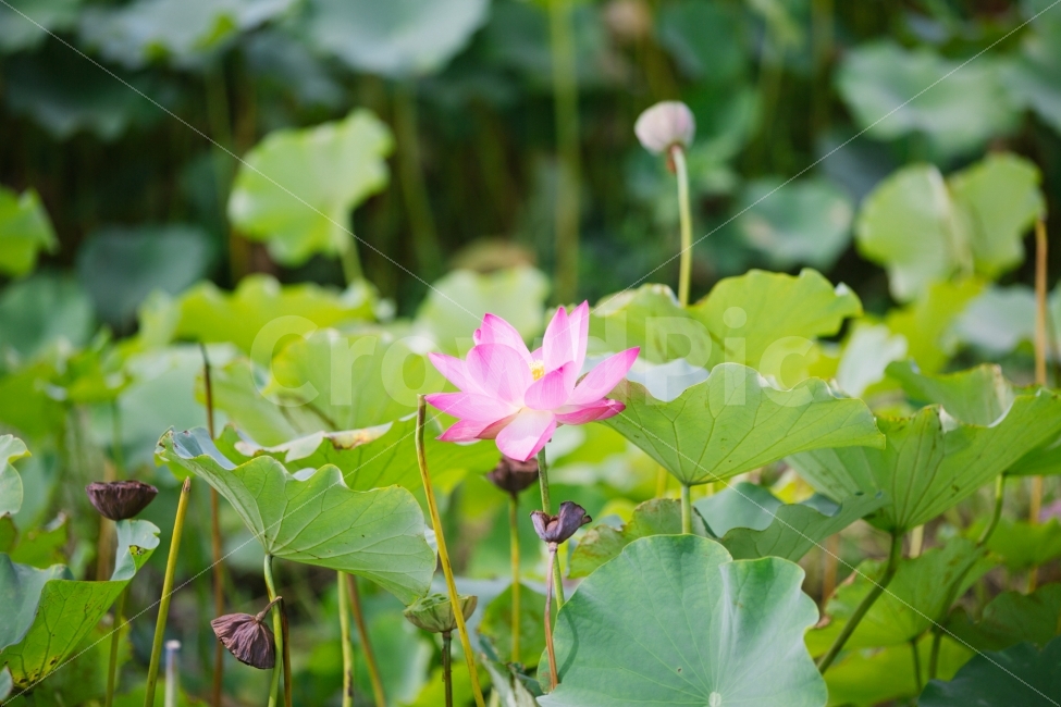 경주,연꽃,꽃,식물,감성,식물,자연,plants,nature,꽃,flower