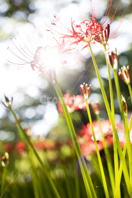 불갑사,꽃무릇,상사화,붉은꽃,꽃,식물,자연,plants,nature,꽃,flower,휴식,힐링,rest,relaxation,healing