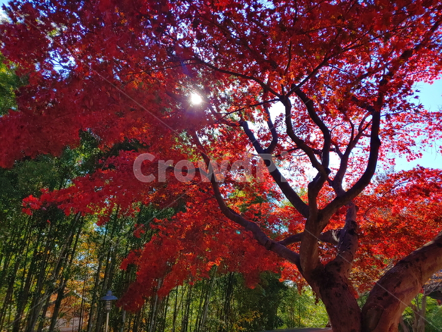 가을,단풍,나무,대나무,maple,가을,계절,fall,autumn,season