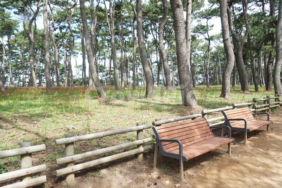공원,소나무,울타리,벤치,휴식,사람없음,조용한,꽃무릇,풍경,자연
