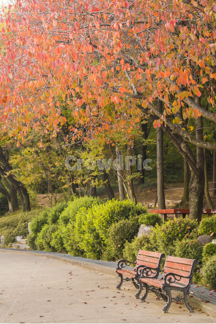 가을,나들이,풍경,단풍,계절,배경,백그라운드,다울,나뭇잎,잎,빨간색,벤치,공원,가을,계절,fall,autumn,season,자연,풍경,nature,landscape,bench,tree,나무,plant,식물,furniture,가구