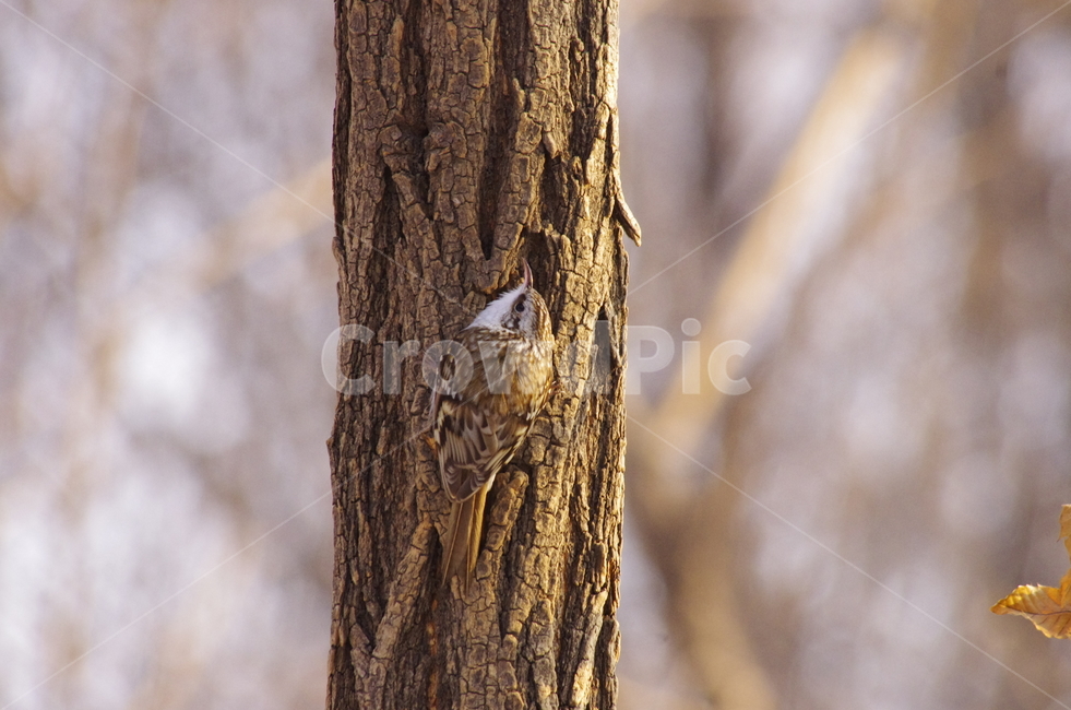 나무발발이,발발이,산새,새,나무,treecreeper,bird,animal,tree