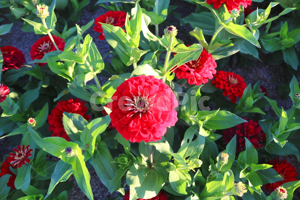 꽃,백일홍,백일홍꽃,식물,자연,국화과,붉은색꽃,식물,자연,plants,nature,꽃,flower