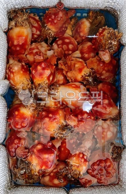 멍게,멍게회,해물,해산물,음식,food