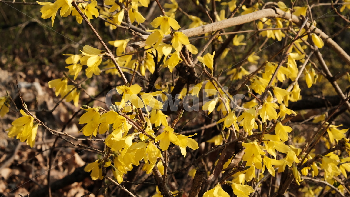 tree,나무,개나리,forsythia,꽃,flower,yellow,yellowflower,spring,springflower,봄꽃,plant,식물,leaf,잎,노란색,노란색꽃,fresh,개나리꽃,식물,자연,plants,nature,꽃,flower