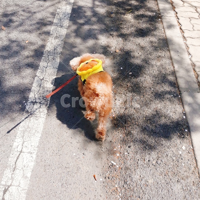 강아지,개,dog,puppy,푸들,반려견