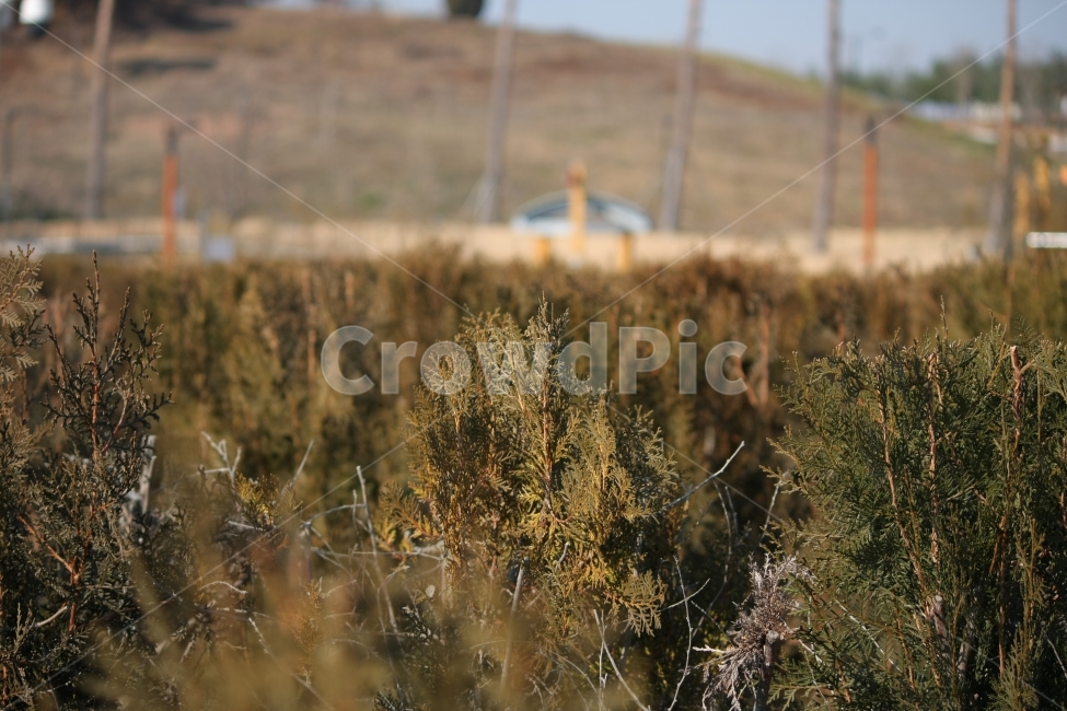가을,풍경,식물,침엽수,향나무,식물,자연,plants,nature