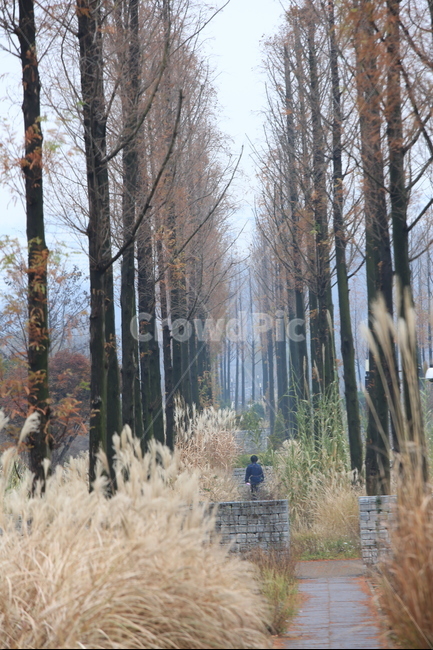 가을,나무,갈대,사람,뒷모습,가을,계절,fall,autumn,season,자연,풍경,nature,landscape,사람,인물,인간,human,person,고독함,외로움,쓸쓸함,우울함,슬픔,lonely,solitary,plant,식물,tree,woodland,삼림지,outdoors,옥외,vegetation,초목,land,땅,forest,숲,grove,작은 숲