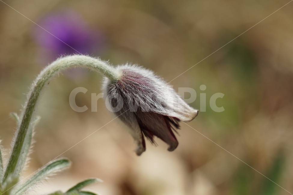 할미꽃,플라워,4월,식물,자연,봄,spring,nature,flower,꽃사진,감성,감성사진,plants,홀씨,번식,계절,season,풍경,landscape,식물,자연,plants,nature,꽃,flower