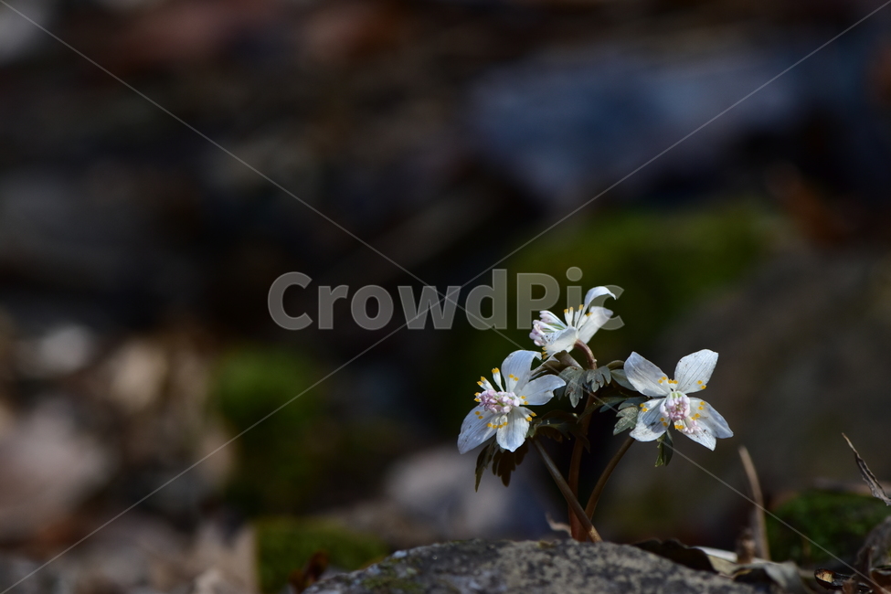 너도바람꽃,야생화,봄,꽃,풀꽃,자연,식물,식생,감성,힐링,plants,nature,spring,season,flower,emotion,feeling,흰색,초본,너도바람꽃속