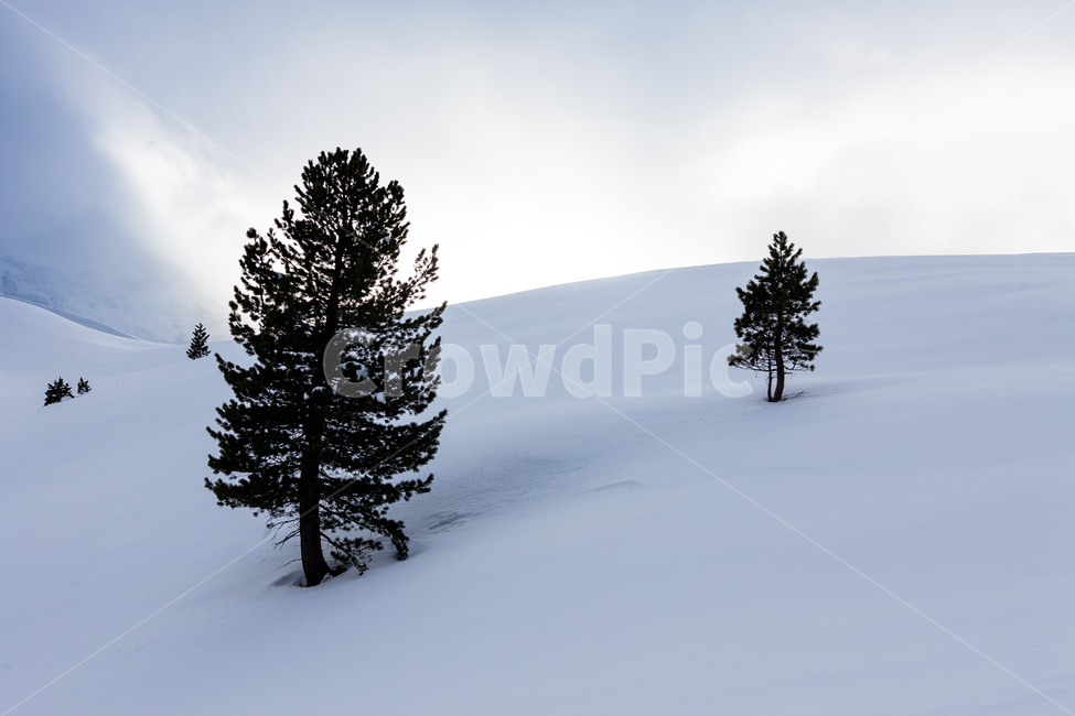 융프라우,알프스산맥,스위스,눈,겨울,산,겨울,계절,winter,season,자연,풍경,nature,landscape,해외,외국,세계,foreign,oversea,world,세계자연풍경,해외자연풍경,외국자연풍경,world nature landscape,tree,나무,plant,식물,fir,전나무,abies,아비