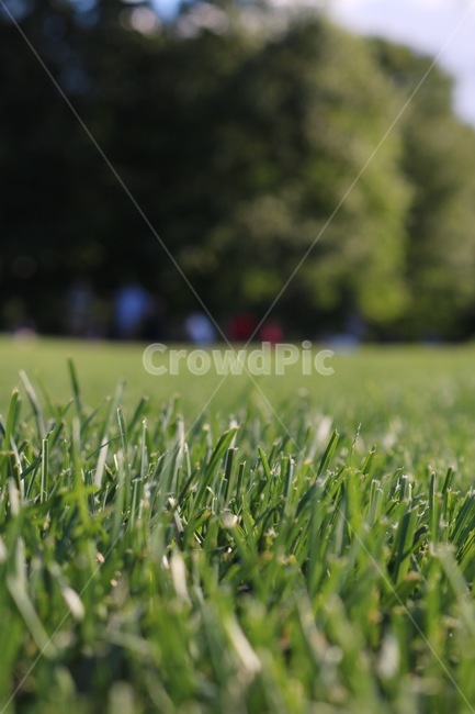 공원,잔디,잔디밭,풀밭,초록,접사,자연,풍경,nature,landscape,grass,plant,식물,lawn
