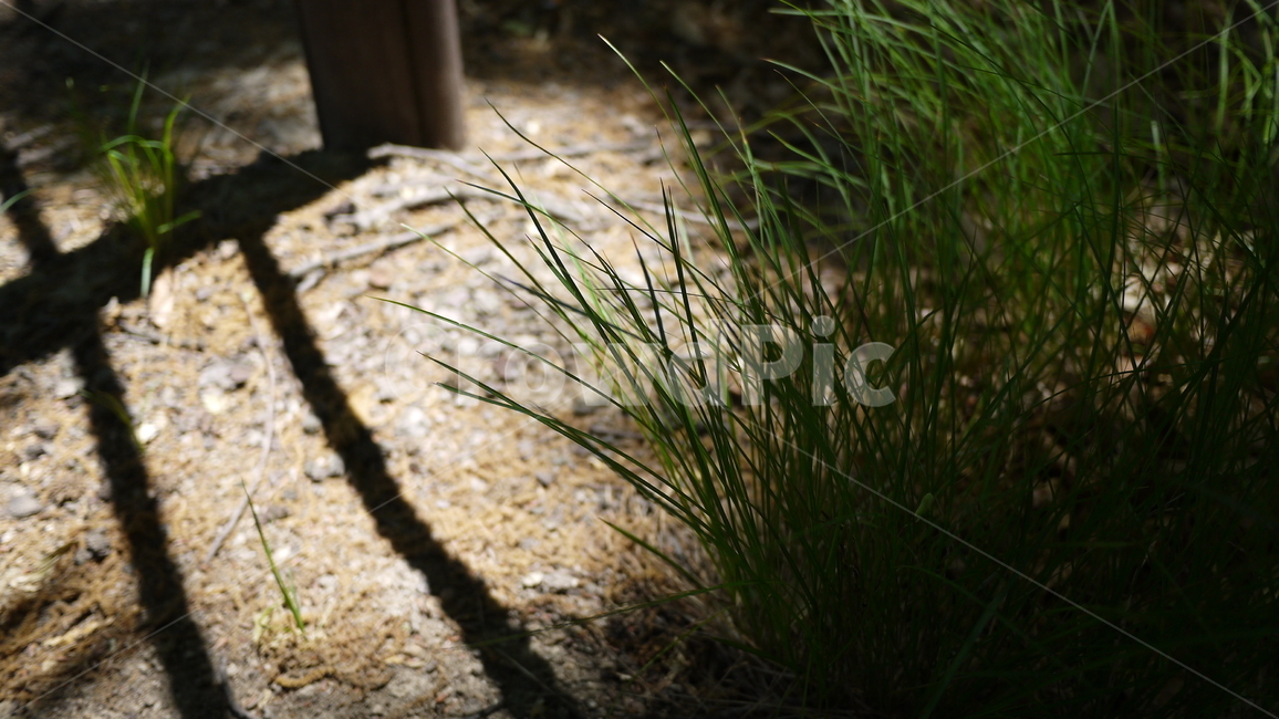 잡초,공원,그림자,나뭇잎,잎,식물그림자,고요함,감성식물,힐링,풀,풍경,ground,바닥,grass,잔디,plant,식물