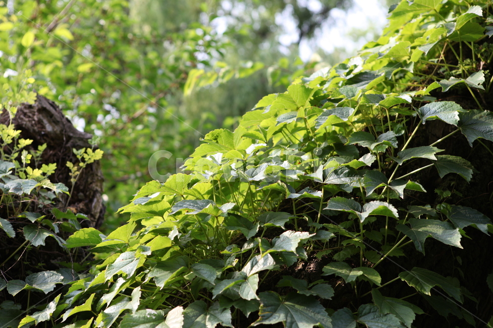 나무,식물,잎사귀,생명,싱그러움,녹색,자연,풍경,nature,landscape,식물,plants,plant,leaf,잎